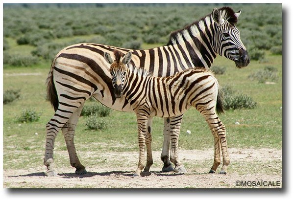 tubes animaux zèbres